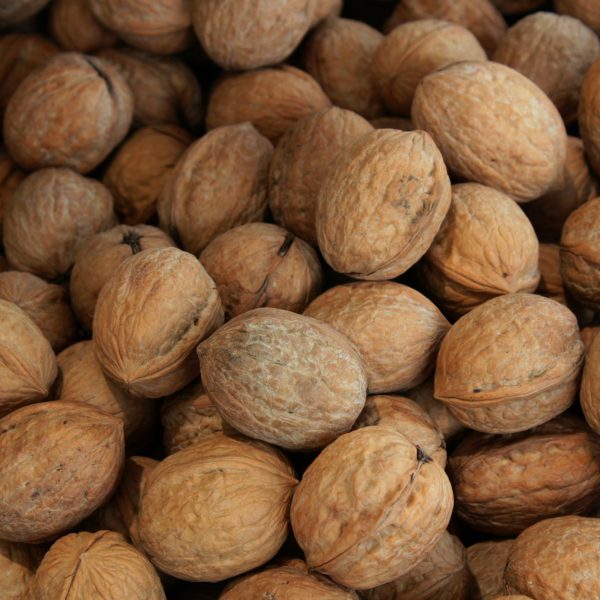 MCDgobal Macadamia Nuts